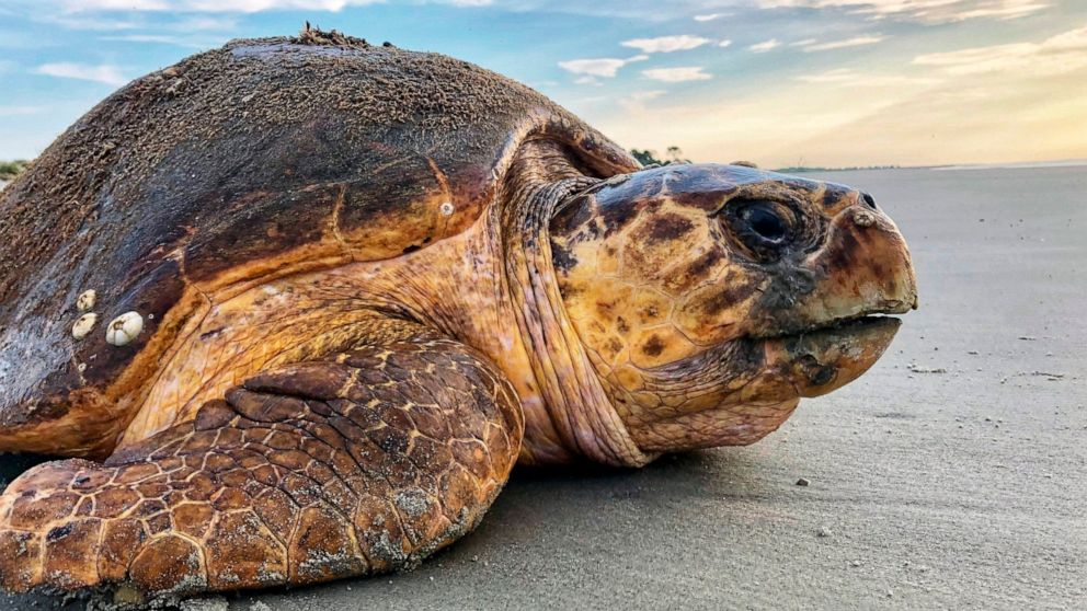 Judge halts Georgia dredging plan over threat to sea turtles